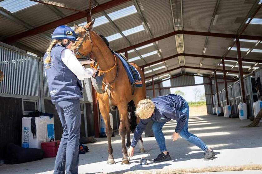 A horse being tacked up in the covered barn