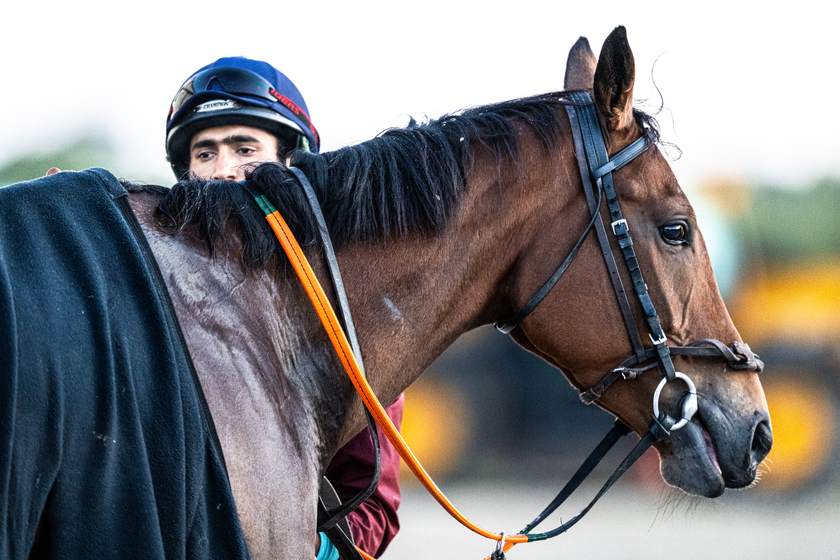 A rider peeking over a bay horse&rsquo;s mane