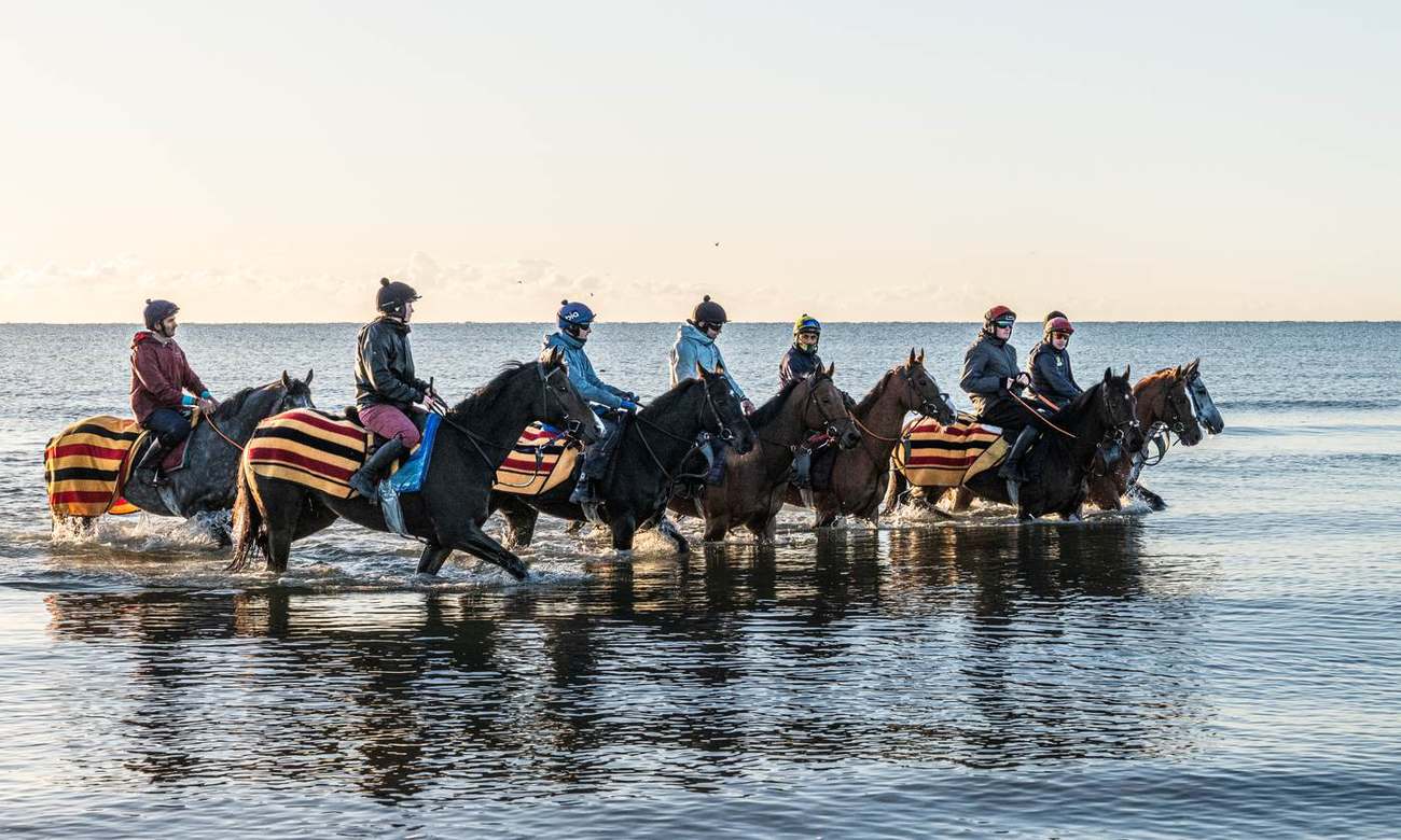 A string of racehorses walking through the sea at sunrise