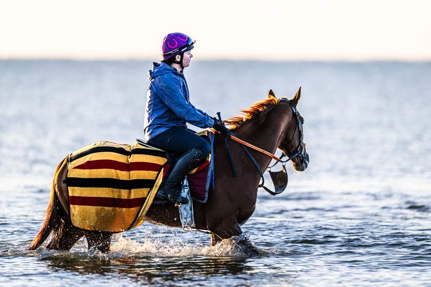 Chestnut in the shallows