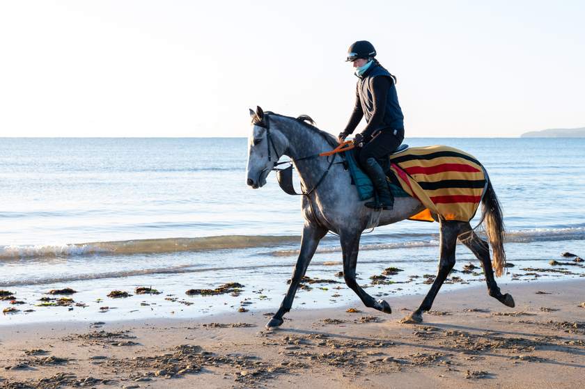 Grey striding along the shore