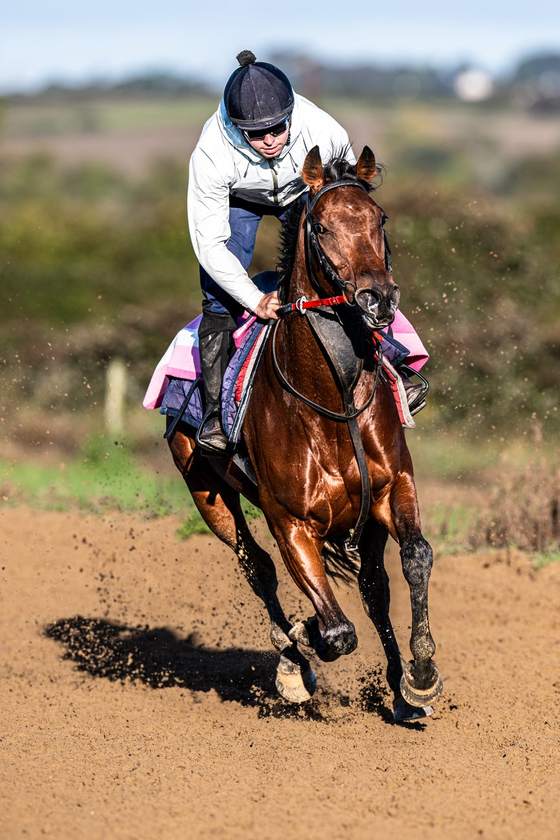 Morning work on the sand gallops
