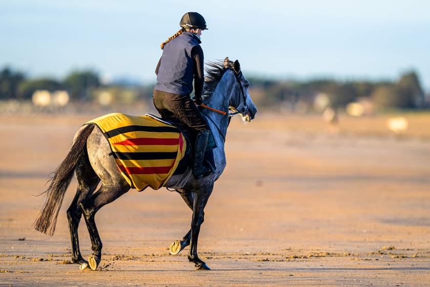 Trotting out on the strand