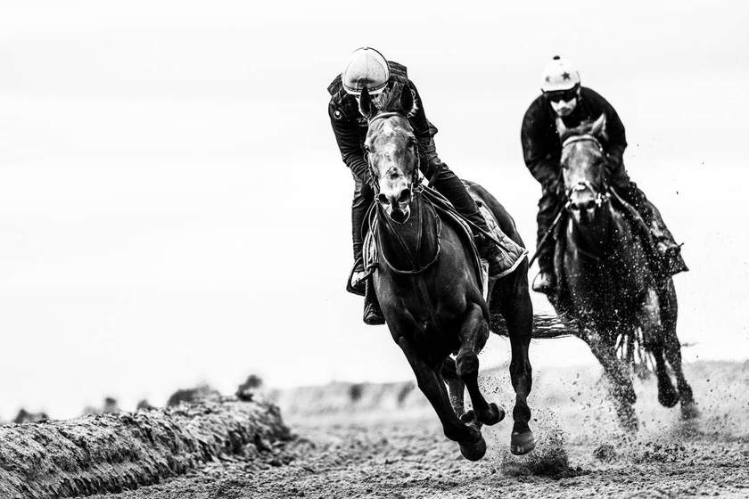 Two racehorses working together on the sand gallop, in black and white